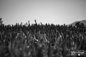 GRA_7505_1 copie (Personnalisé)